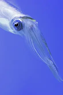 Glitter: Bigfin Reef Squid, also known as Glitter Squid;