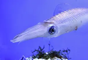 Glitter: Bigfin Reef Squid, also known as Glitter Squid;