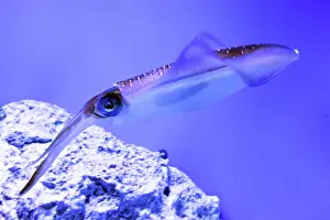 Glitter: Bigfin Reef Squid, also known as Glitter Squid;