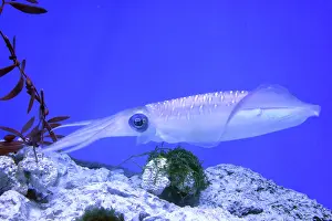Glitter: Bigfin Reef Squid, also known as Glitter Squid;