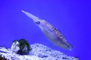 Glitter: Bigfin Reef Squid, also known as Glitter Squid;