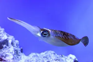 Glitter: Bigfin Reef Squid, also known as Glitter Squid;