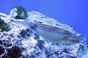 Glitter: Bigfin Reef Squid, also known as Glitter Squid;