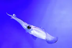 Glitter: Bigfin Reef Squid, also known as Glitter Squid;