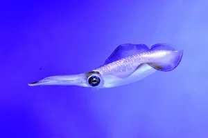 Glitter: Bigfin Reef Squid, also known as Glitter Squid;