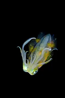 Skirt: Bigfin Reef Squid on nght dive TK1 dive site, Lembeh