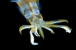 Lessoniana: Bigfin Reef Squid at night