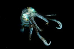 Lessoniana: Bigfin Reef Squid at night