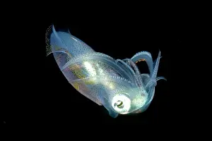 Alien: Bigfin Reef Squid - at night