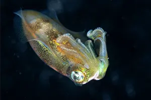 Skirt: Bigfin Reef Squid during night dive