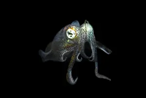 Sucker: Bigfin Reef Squid - during night dive