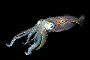 Sucker: Bigfin Reef Squid - during night dive
