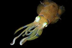 Electric: Bigfin Reef Squid - during night dive