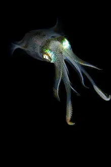 Skirt: Bigfin Reef Squid - on night dive