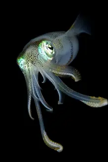 Skirt: Bigfin Reef Squid - on night dive