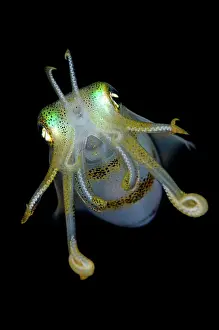Skirt: Bigfin Reef Squid - on night dive