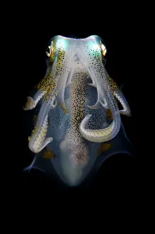 Skirt: Bigfin Reef Squid - on night dive