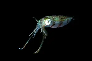Electric: Bigfin Reef Squid - during night dive