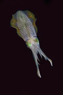 Oval: Bigfin Reef Squid - night dive - NusaBay Menjangan Hotel hou