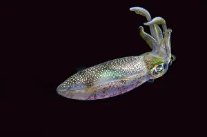 Oval: Bigfin Reef Squid - night dive - NusaBay Menjangan Hotel hou