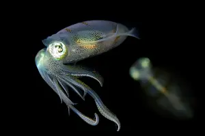 Skirt: Bigfin Reef Squid - pair on night dive