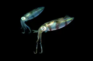 Electric: Bigfin Reef Squid - pair - during night dive