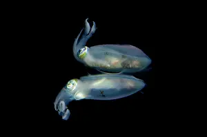 Skirt: Bigfin Reef Squid - reflection on night dive
