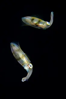 Skirt: Bigfin Reef Squid - reflection on night dive