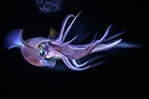 Backgrounds: Bigfin reef squid (Sepioteuthis lessoniana), Mayotte