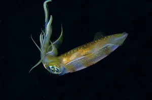 Oval: Bigfin Reef Squid - Tanjung Uli dive site, night