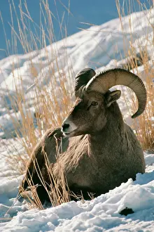 BIGHORN / Big-Horn SHEEP