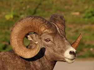 Rams: Bighorn / Big-Horn Sheep