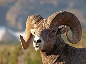 Rams: Bighorn / Big-Horn Sheep