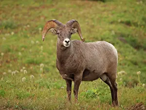 Peeing: Bighorn / Big-Horn Sheep - urinating