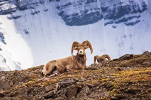 Icefields: Bighorn rams on Wilcox Ridge under Mount Athabasca