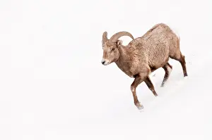 Canadenis: Bighorn Sheep