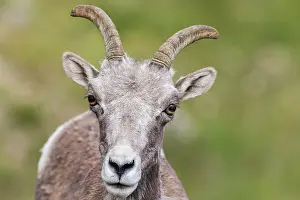 Ovis: Bighorn sheep ewe portrait, Colorado alpine country