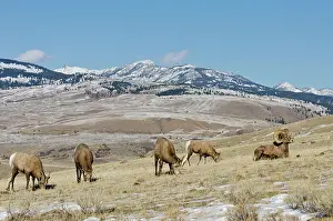 Hooves: Bighorn Sheep. Ewes graze while ram rests