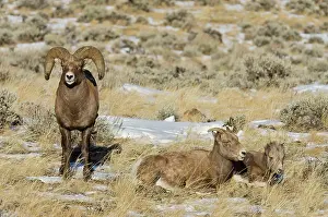 Hooves: Bighorn Sheep. A family, consisting of ram, ewe
