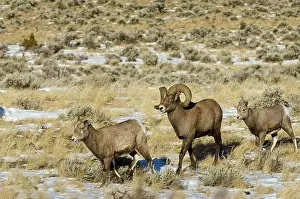 Hooves: Bighorn Sheep. A family, consisting of ram, ewe