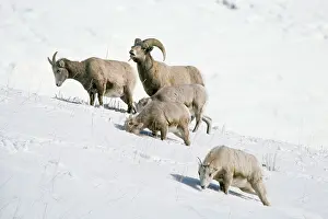 Francois Gohier: Bighorn SHEEP - group in snow