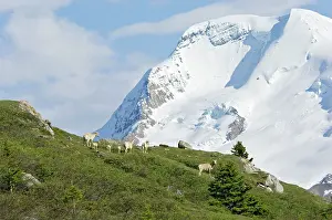 Lambing: Bighorn Sheep / Mountain Sheep ewes with young