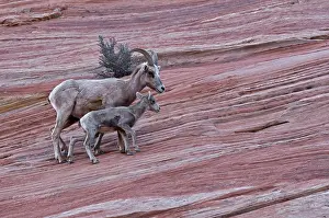 Zion: Bighorn Sheep (Ovis canadensis). Zion National Park