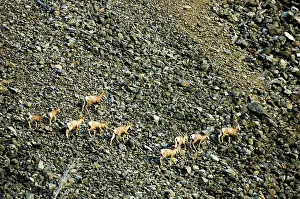 Bighorn: Bighorn sheep, Ovis canadensis, Cathedral