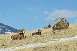 Hooves: Bighorn Sheep (Ovis canadensis) family--ram, lamb and ewe