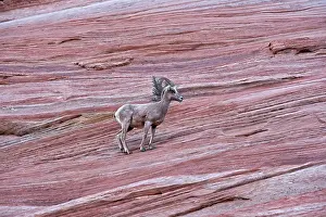 Zion: Bighorn Sheep (Ovis canadensis) female. Zion National