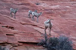 Zion: Bighorn Sheep (Ovis canadensis) female and youngsters