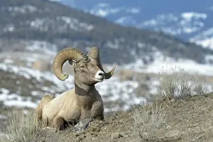 Bighorn: Bighorn Sheep (Ovis canadensis) male, ram, lyin
