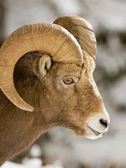 Jasper: Bighorn sheep, Ovis canadensis, Maligne