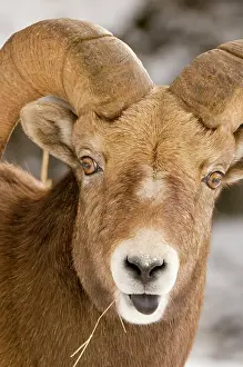 Prairie: Bighorn sheep, Ovis canadensis, Maligne